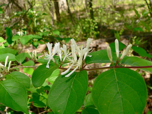 {Lonicera maackii}